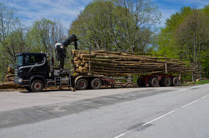 MUTZ FRÉDÉRIC : TRAVAUX FORESTIER