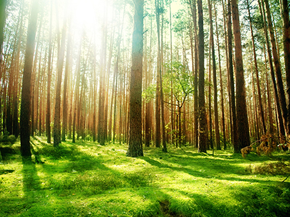 Services aux forêt